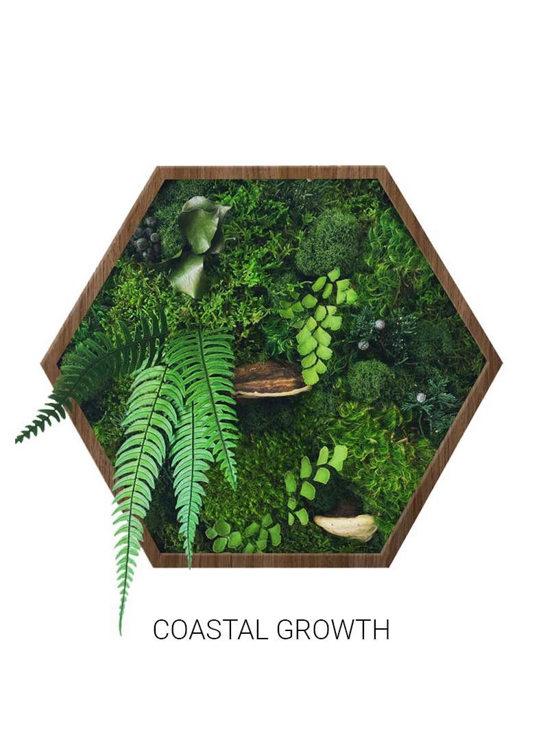 
                  
                    Coastal Growth | Hexagon Moss Art
                  
                