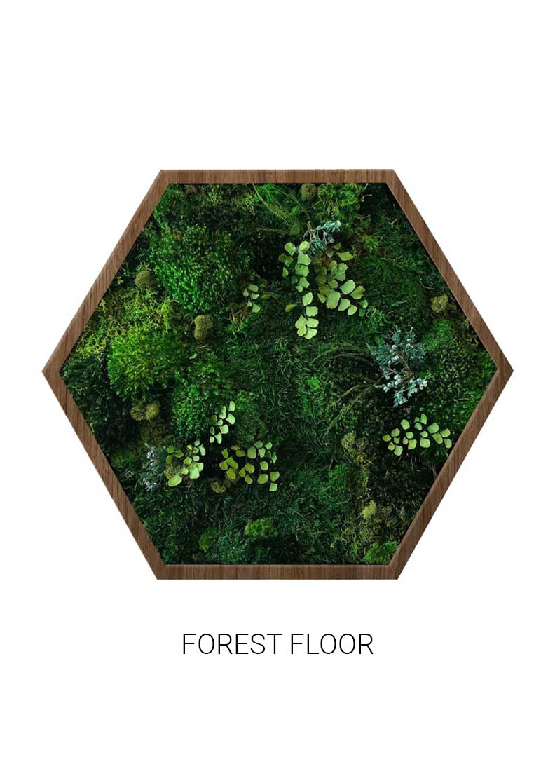 Forest Floor | Hexagon Moss Art