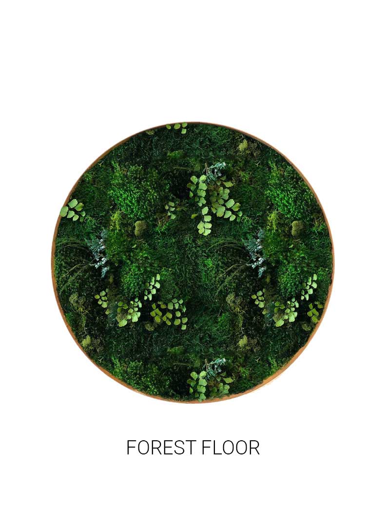 
                  
                    Forest Floor | Circle Moss Art
                  
                
