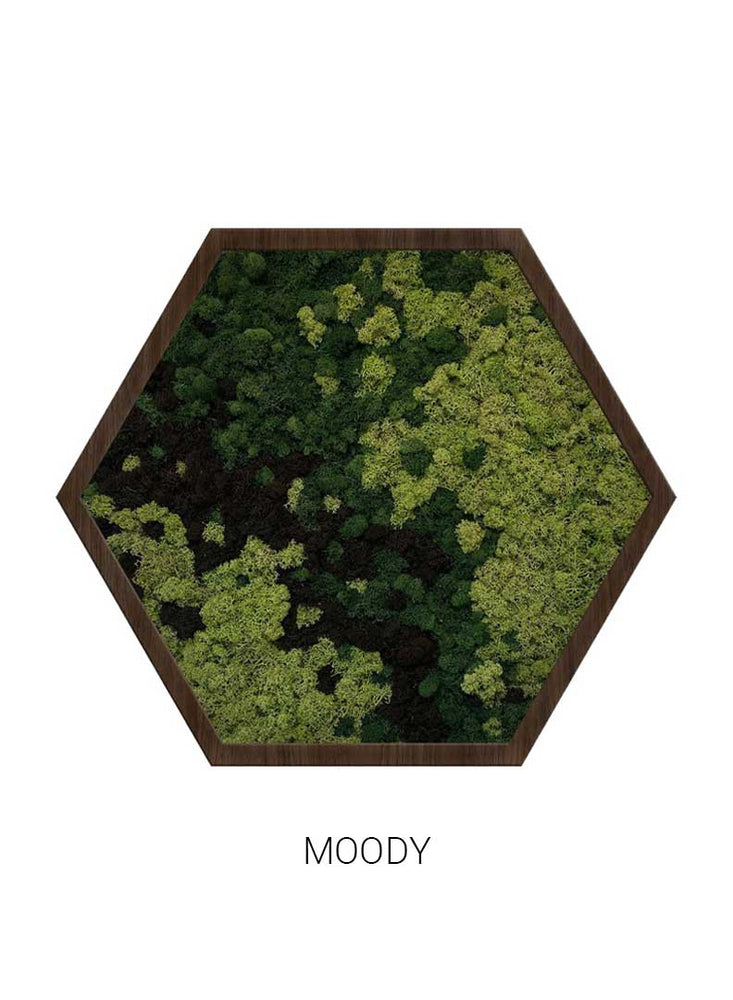 
                  
                    Moody | Hexagon Moss Art
                  
                