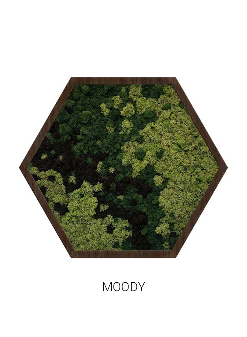 Moody | Hexagon Moss Art