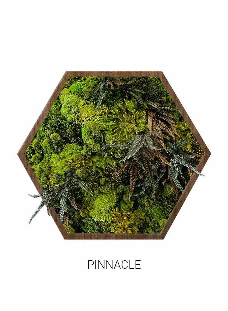 
                  
                    Pinnacle | Hexagon Moss Art
                  
                