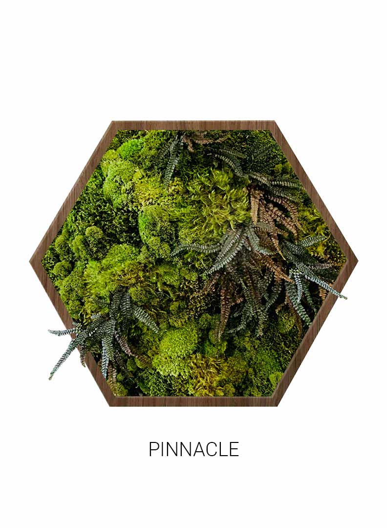 Pinnacle | Hexagon Moss Art