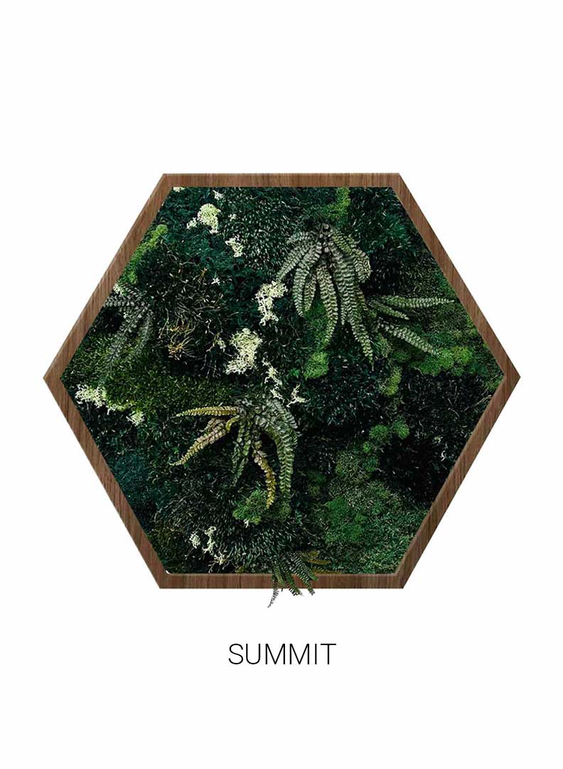 Summit | Hexagon Moss Art