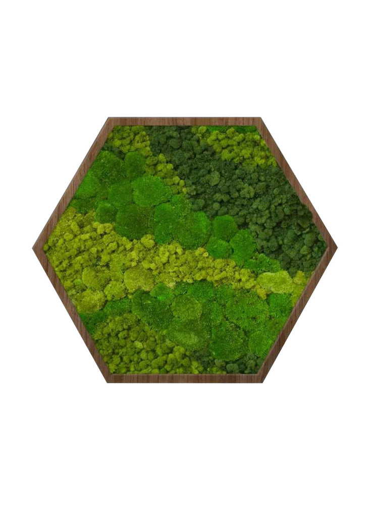 
                  
                    FLUID FLOW | Hexagon Moss Art
                  
                