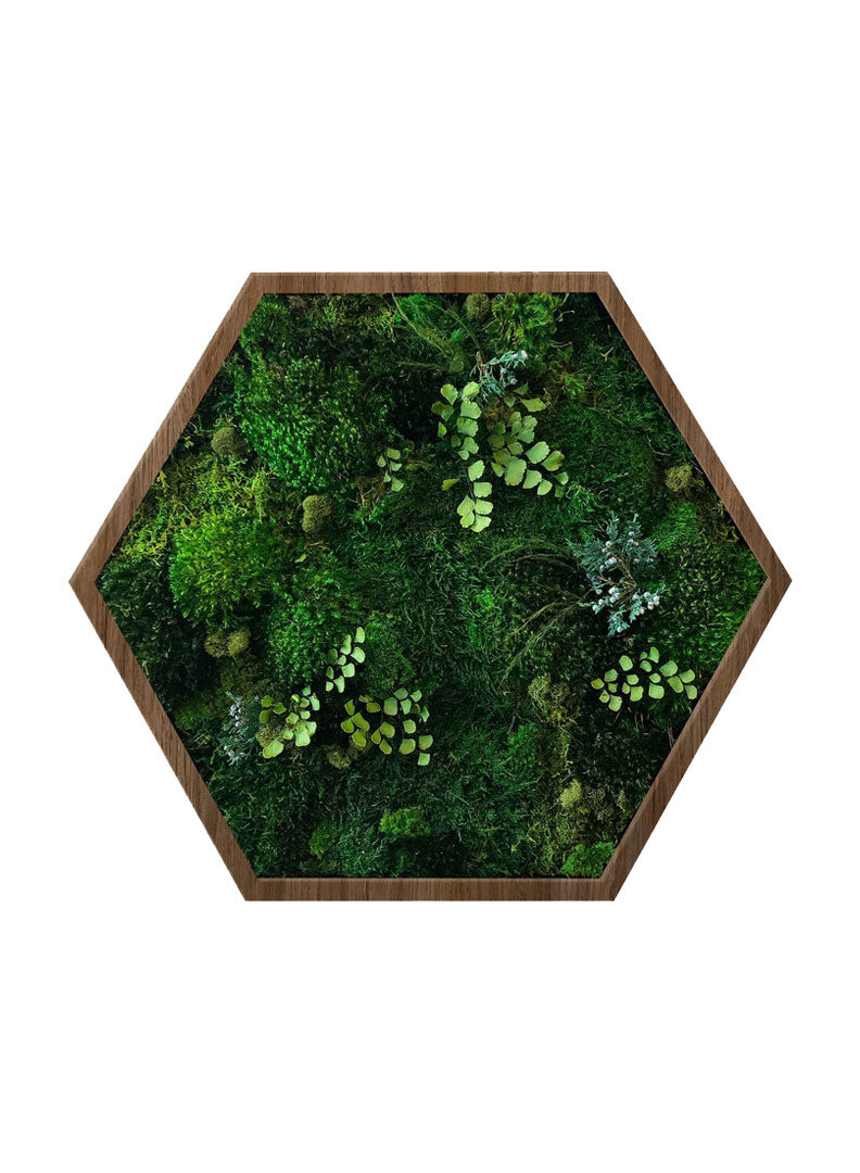 
                  
                    FOREST FLOOR | Hexagon moss art
                  
                