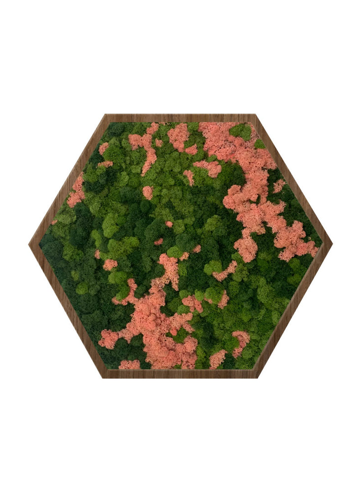 TROPICS | Hexagon Moss Art