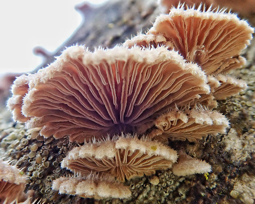mushroom fractal pattern 