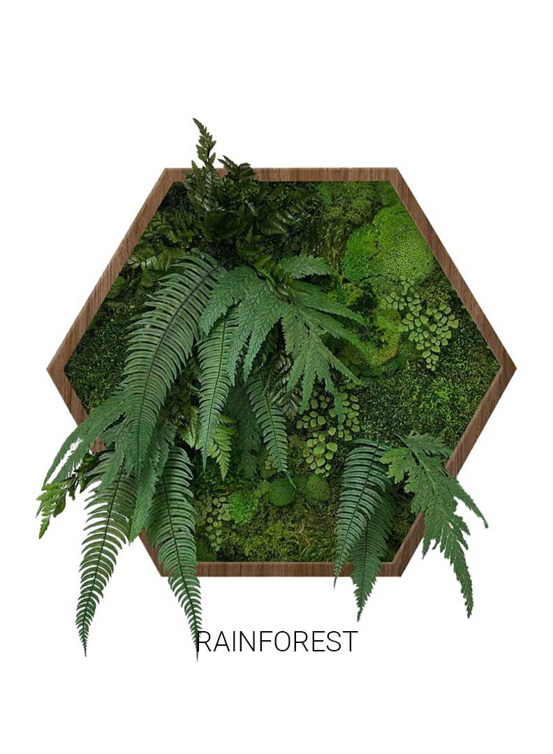 Rainforest | Hexagon Moss Art